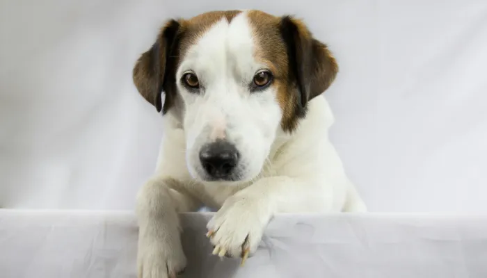 10 Best Ways to Strengthen Your Bond with Your Dog 10 Best Ways to Strengthen Your Bond with Your Dog