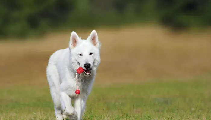 Alternatives for English to Dog Translators Alternatives for English to Dog Translators