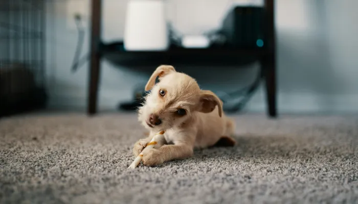 Are Dog Translators Functional? Are Dog Translators Functional?