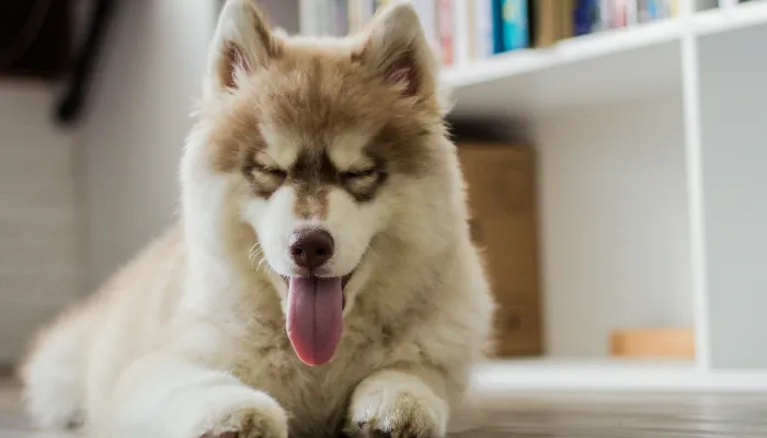 Can You Actually Talk to Your Dog?