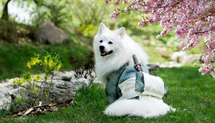 Can You Train Your Dog to ‘Talk’ Instead? Can You Train Your Dog to ‘Talk’ Instead?