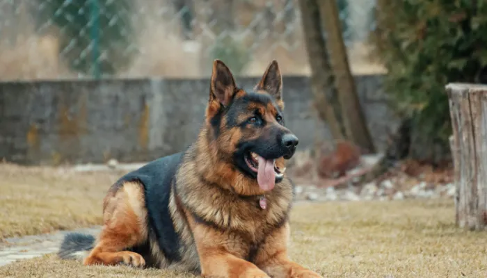 Dog Bark Translator: How It Works? Dog Bark Translator: How It Works?