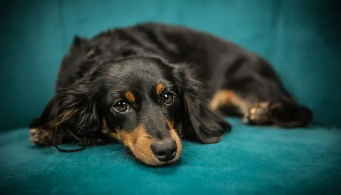 Dog Language Translators: How Does It Work? Dog Language Translators: How Does It Work?