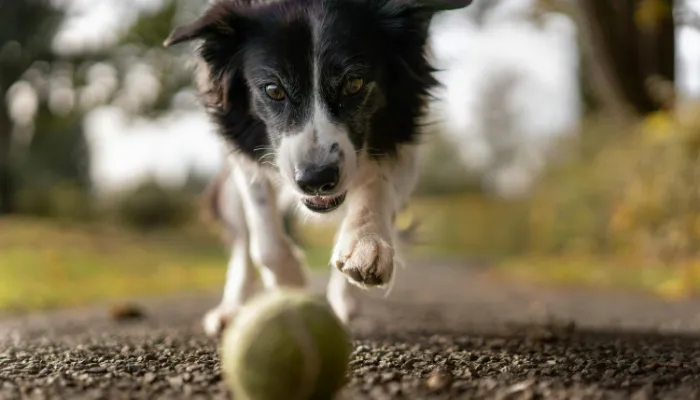 Dog Translator App Comparison: Free or Paid? Dog Translator App Comparison: Free or Paid?