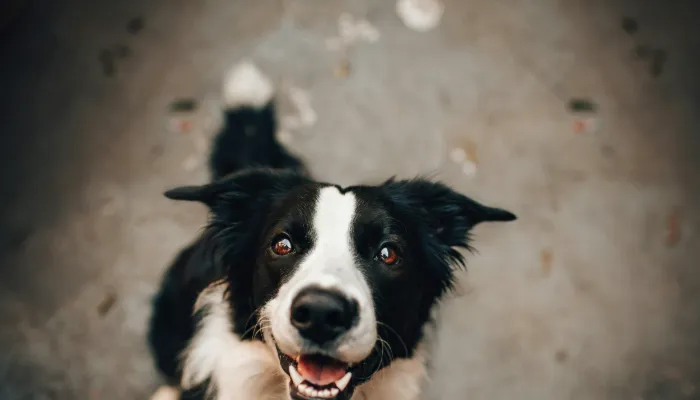 Dog Translator App: How It Works & Key Features? Dog Translator App: How It Works & Key Features?