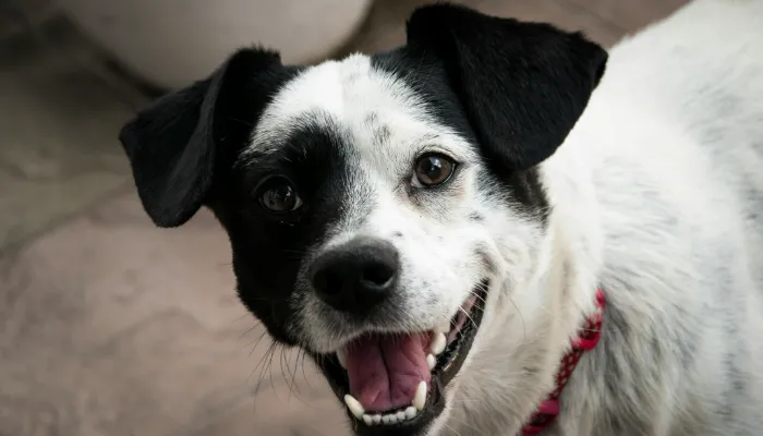 Dog Translator: What You Need to Know? Dog Translator: What You Need to Know?