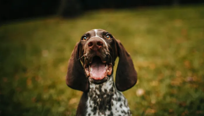 Dog Translator vs. Traditional Way to Communicate with Dogs Dog Translator vs. Traditional Way to Communicate with Dogs