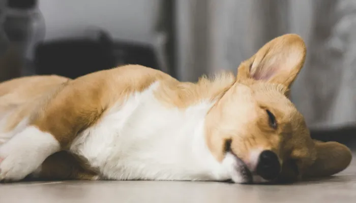 Future of Human to Dog Translators