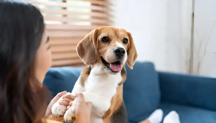 How to Use a Dog Translator Effectively How to Use a Dog Translator Effectively
