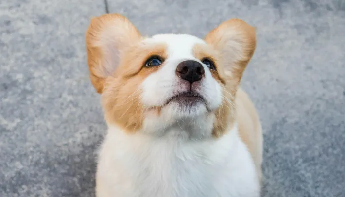 How to Use a Dog Translator Effectively?