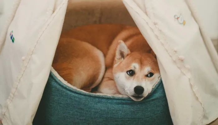 Human to Dog Translator: How It Works and What It Can Do?