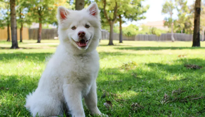 Popular Dog Bark Translator Apps Popular Dog Bark Translator Apps