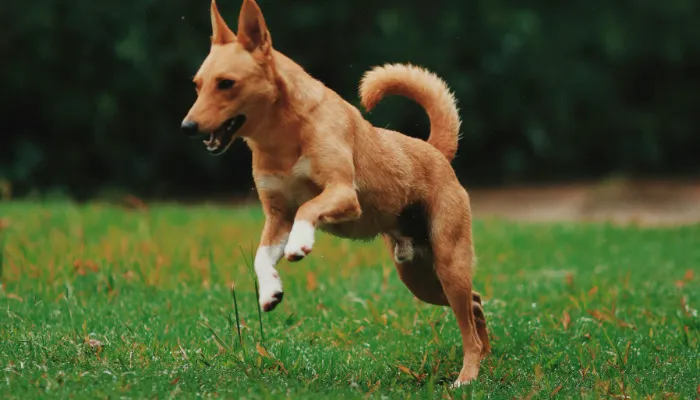 Real-Life Examples of Dog Communication Real-Life Examples of Dog Communication