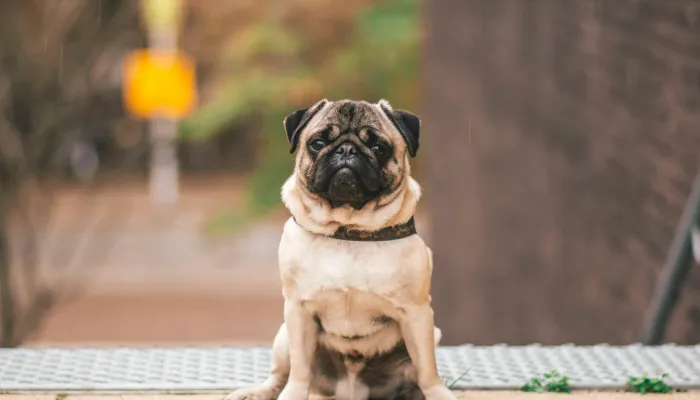 Scientific Studies On Dog Communication Scientific Studies On Dog Communication