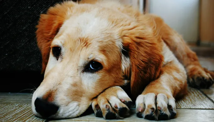 Testing English to Dog Translators – Real or Gimmick? Testing English to Dog Translators – Real or Gimmick?