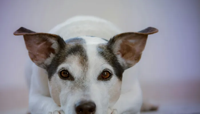 The Science Behind Dog Communication The Science Behind Dog Communication