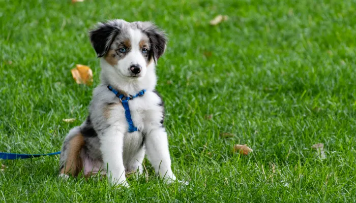 Tips for Using a Dog Translator App Effectively Tips for Using a Dog Translator App Effectively