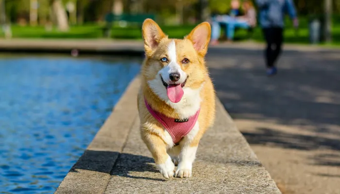 Training Yourself to Understand Dog Language Training Yourself to Understand Dog Language